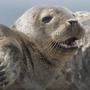  More and more seals are popping up around Nantucket, and some who fish these waters believe they have become a major nuisance. 